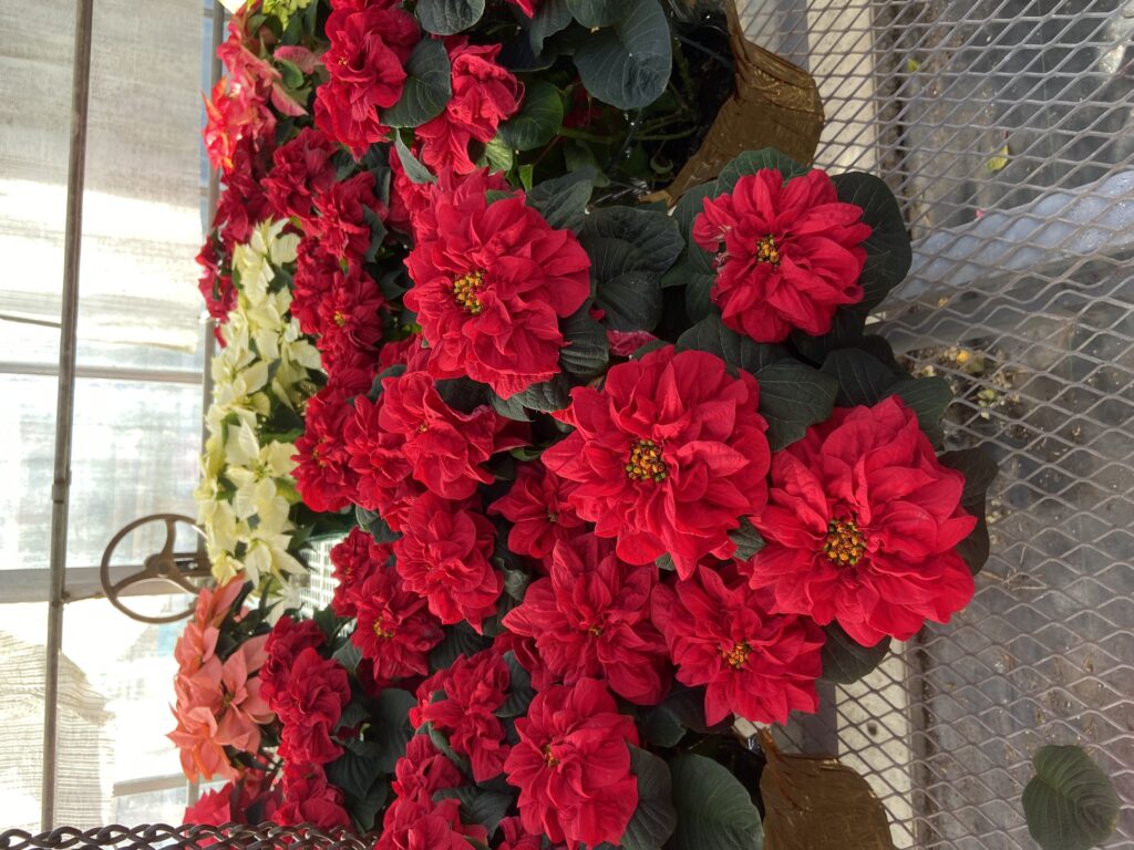 A new cultivar of Euphorbia pulcherrima from 2023. Grown at Van Wingerden greenhouses. This is considered a double bloom.