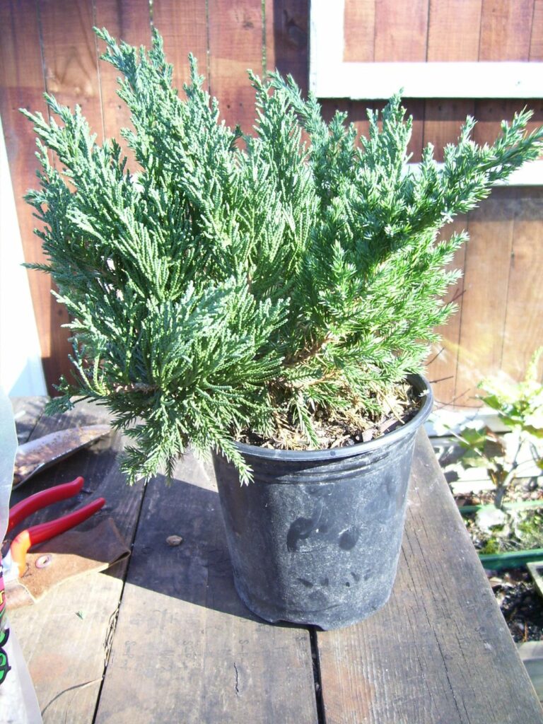 one gallon juniper for bonsai 