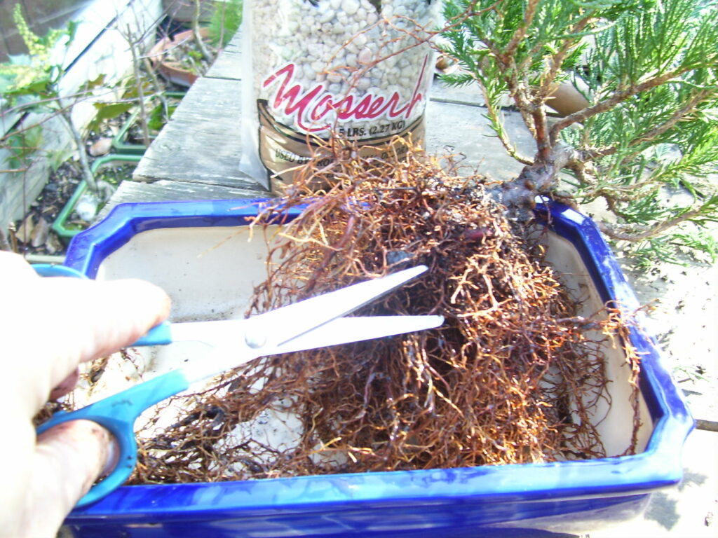 trim roots