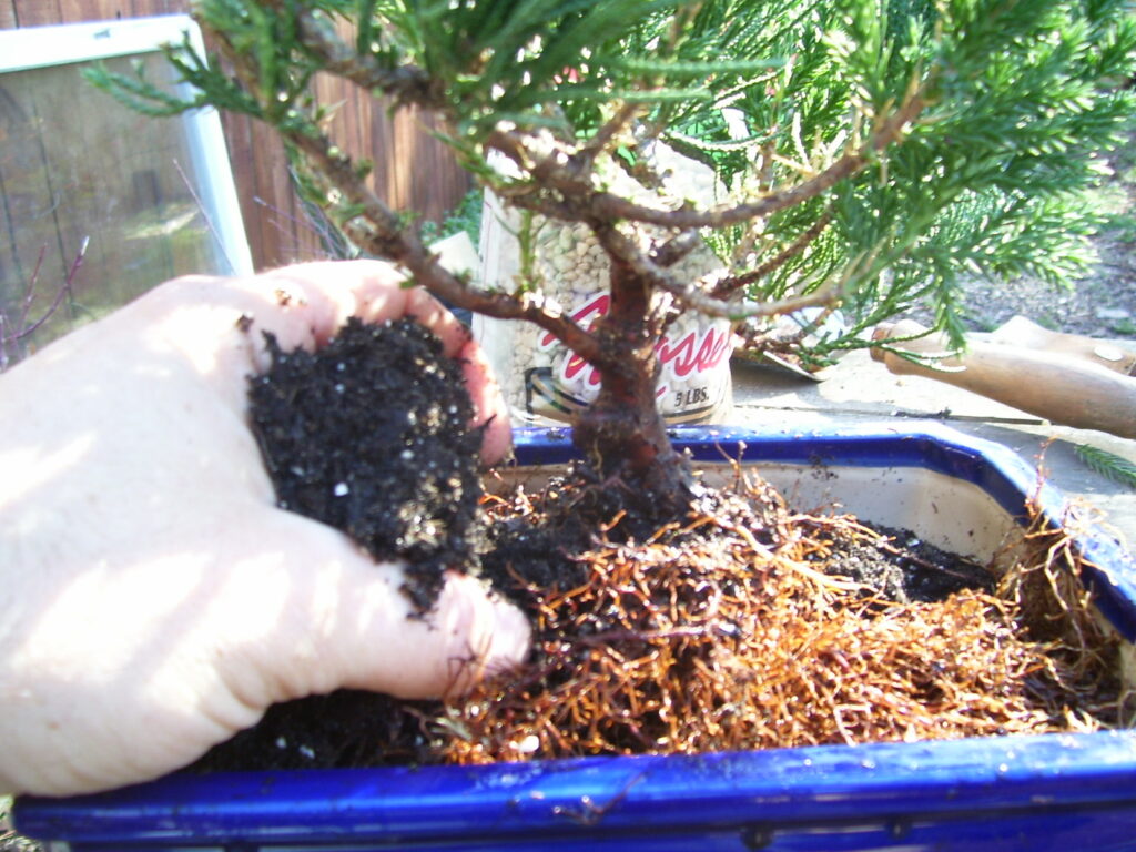 fill with potting soil