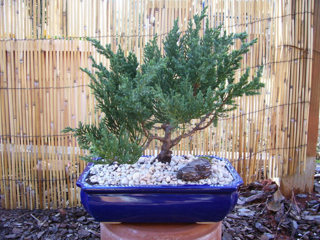 completed bonsai