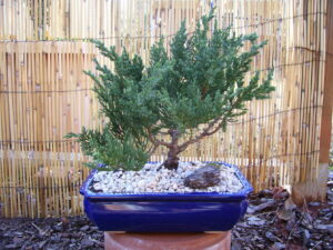 Cover photo for Creating a Bonsai Plant