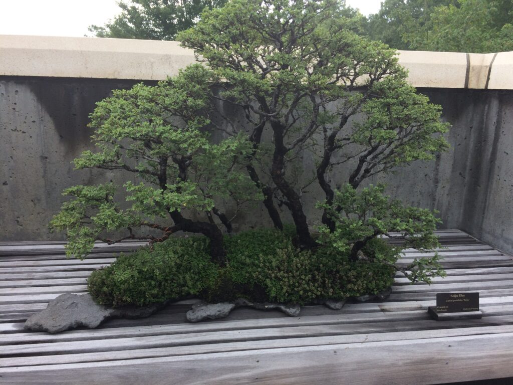 Bonsai example located at the NC Arboretum.