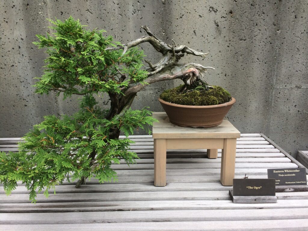 style of bonsai