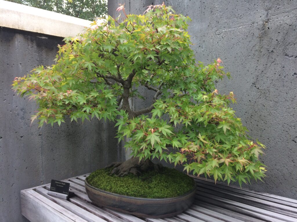 Bonsai example located at the NC Arboretum.