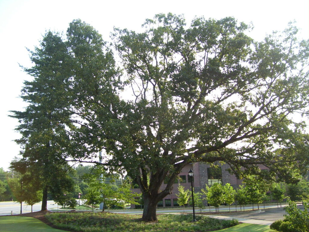 tree decline