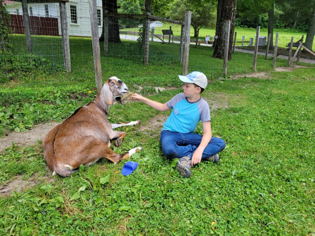 A boy, seated on the ground feeds a goat.