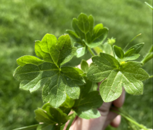 Cover photo for Buttercup Control in Pastures