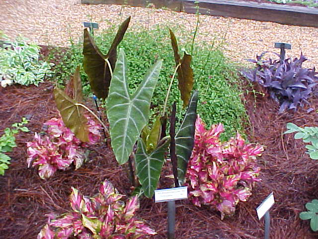 alocasia