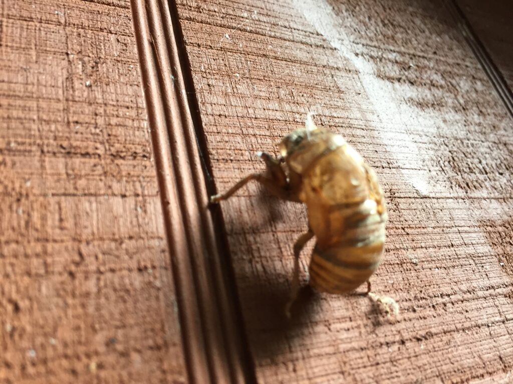 cicada pupal exoskeleton