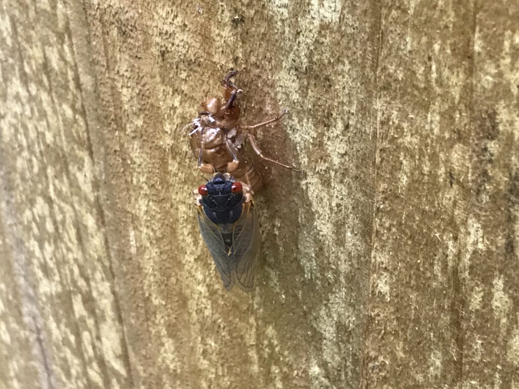 cicada emerging