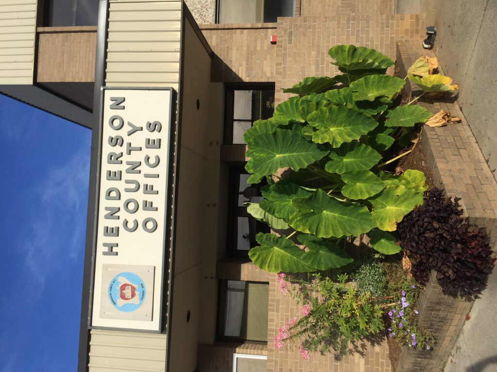 elephant ear