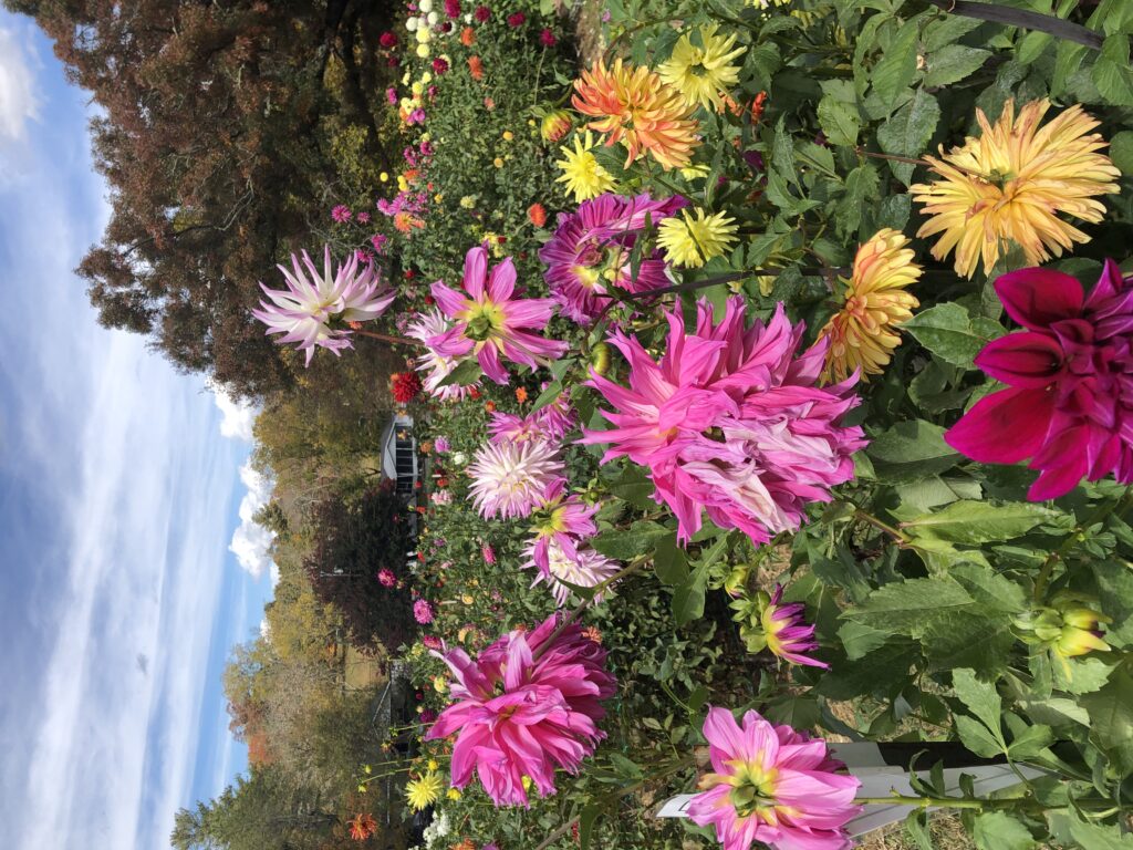 dahlias