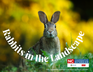 Cover photo for Rabbits in the Landscape