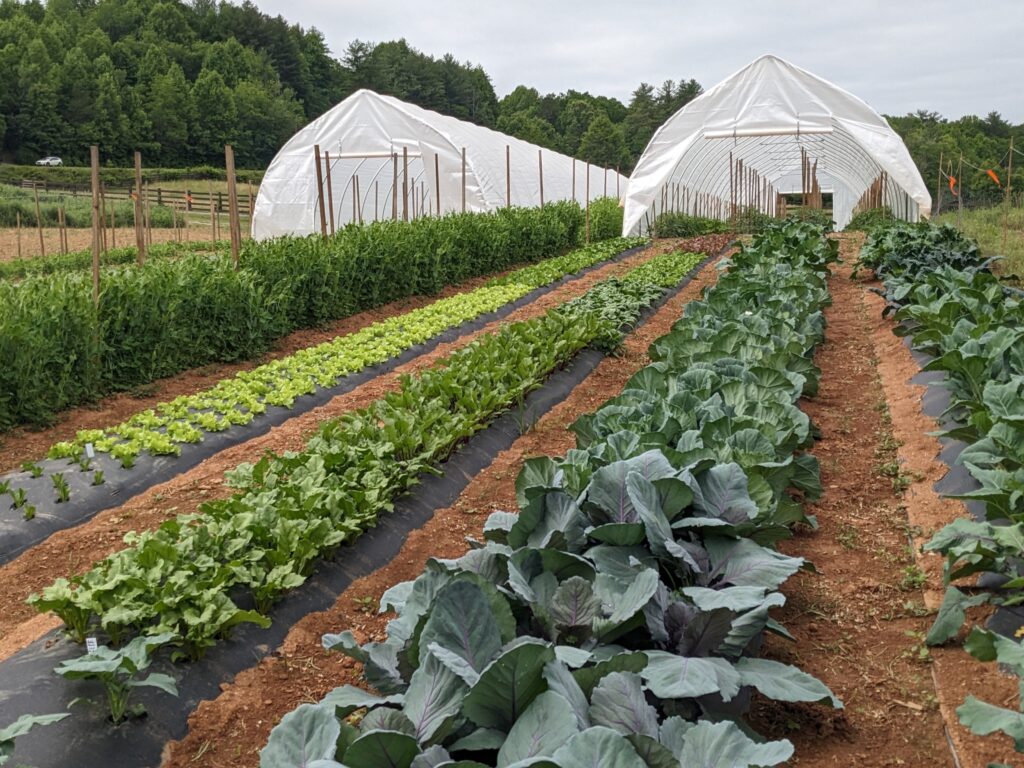 High Tunnel Growers Workshop | N.C. Cooperative Extension