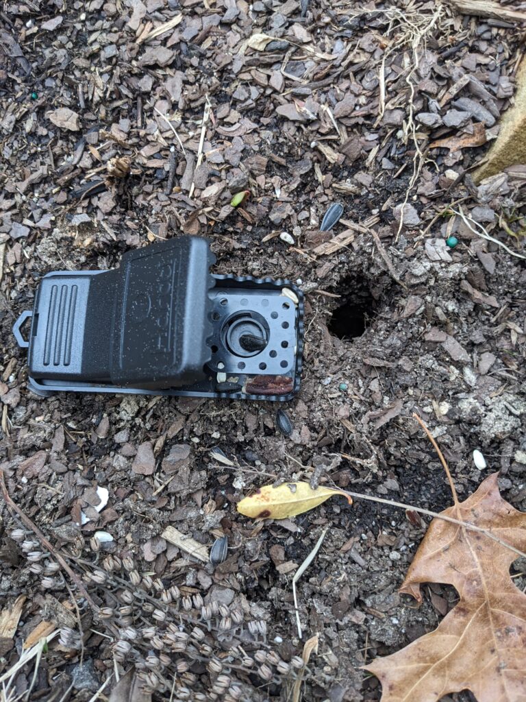 A trap placed beside a vole hole.