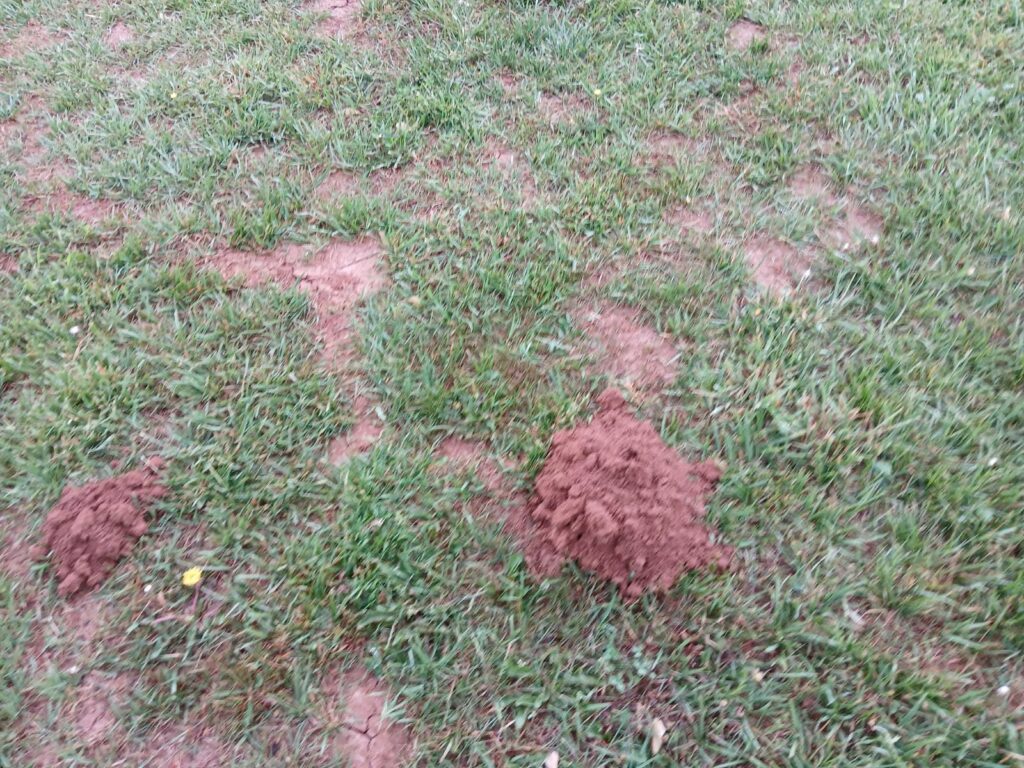 star nosed mole mounds