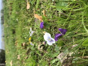 violets in lawn