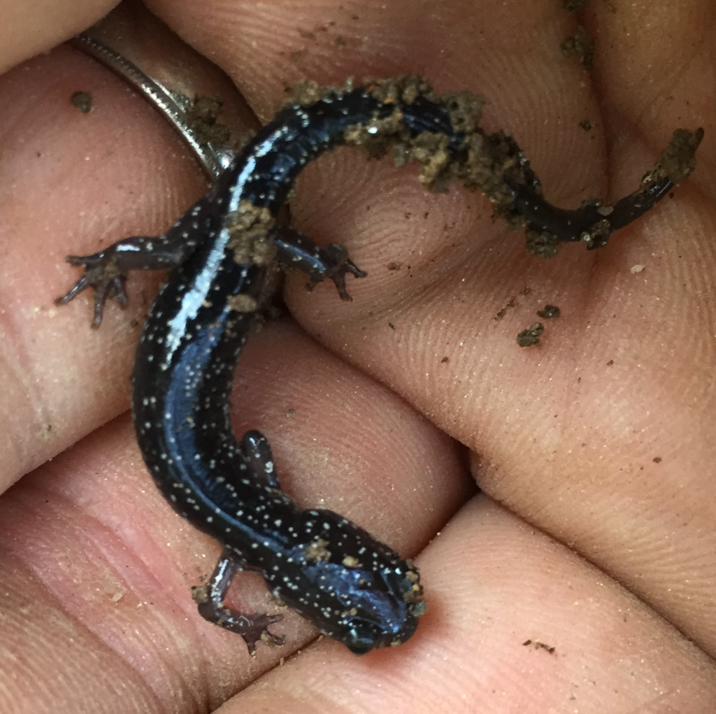 salamander tiny