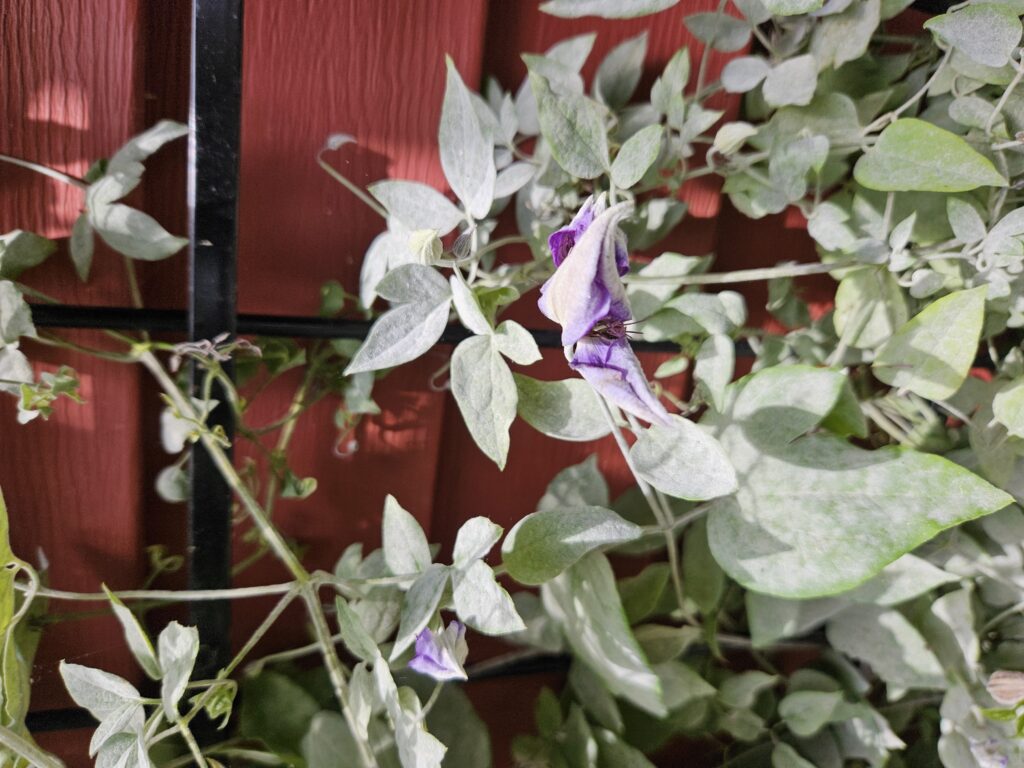 powdery mildew on clematis vine