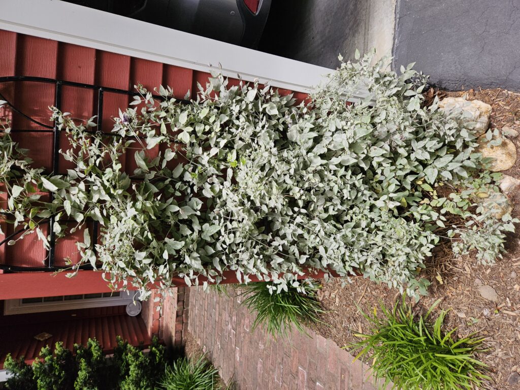 powdery mildew on clematis vine