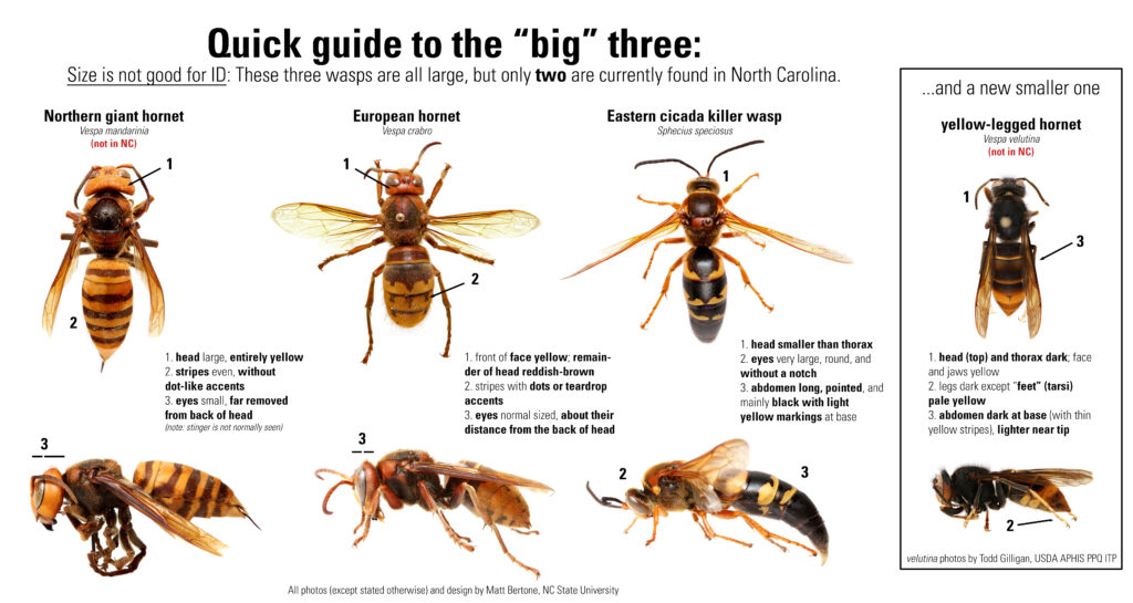 Big-Four -Wasps_Quick-Visual-Guide-for-North-Carolina