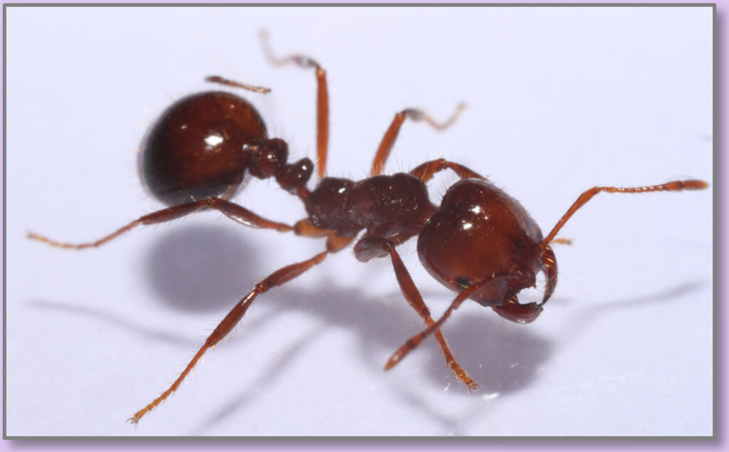 Fire ant uga