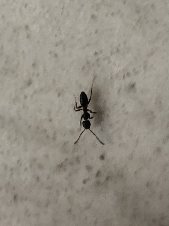 tiny black odorous house ant aka 'sugar ant'