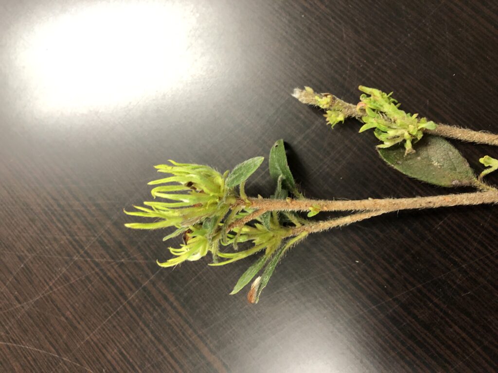 curling leaves on azalea