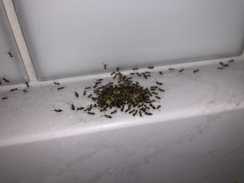 ants feeding on bait