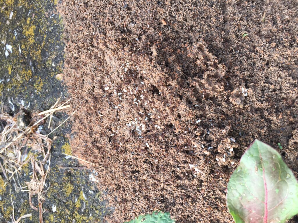 fire ant mound larvae