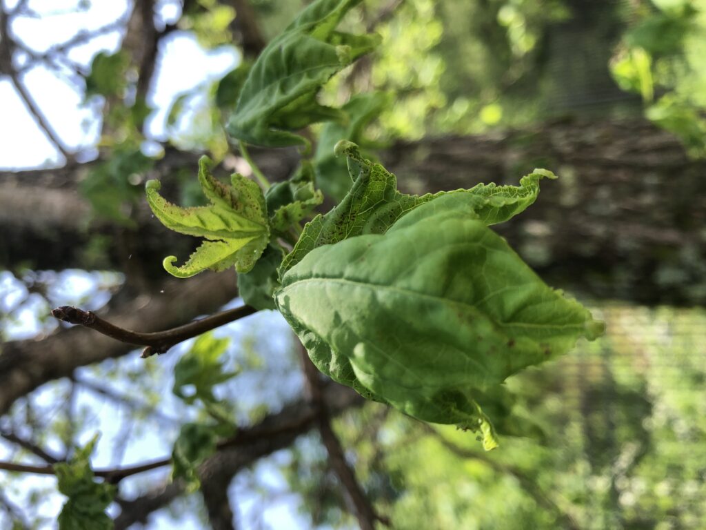 sweet gum leaf curl