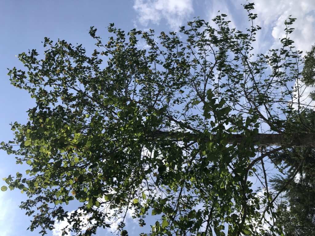 tulip poplar leaf curl