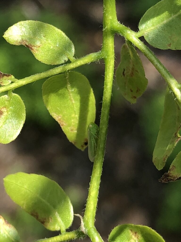 leaf hopper