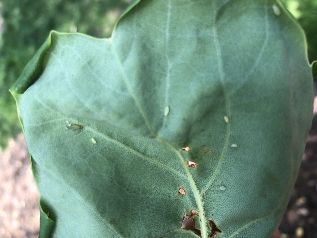 poplar aphid