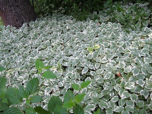 invasive goutweed