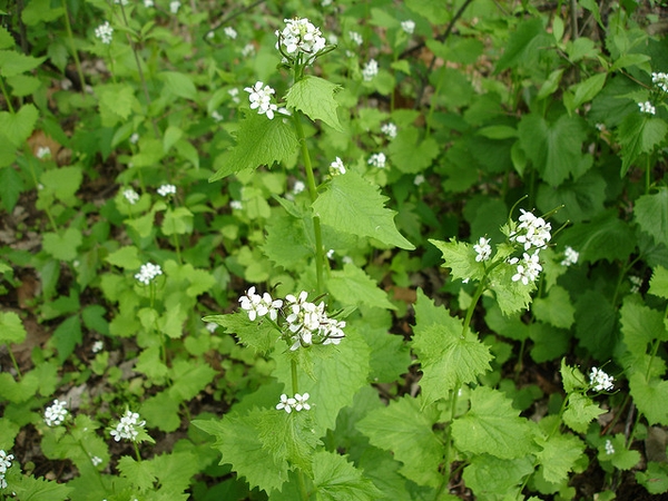 invasive garlic mustard