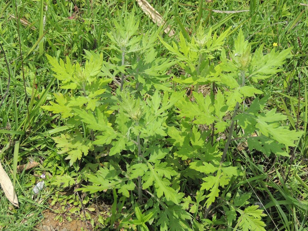 invasive mugwort