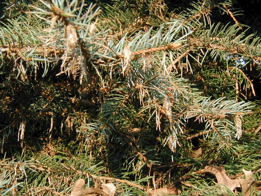 BAGWORMS 