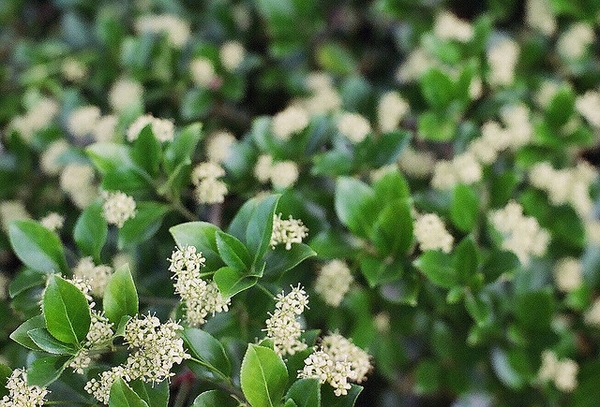 invasive creeping euonymus