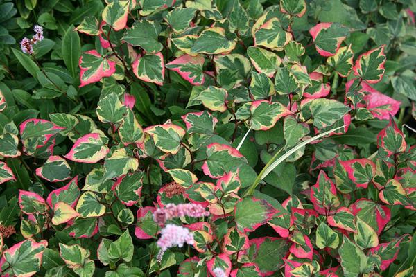 chameleon plant