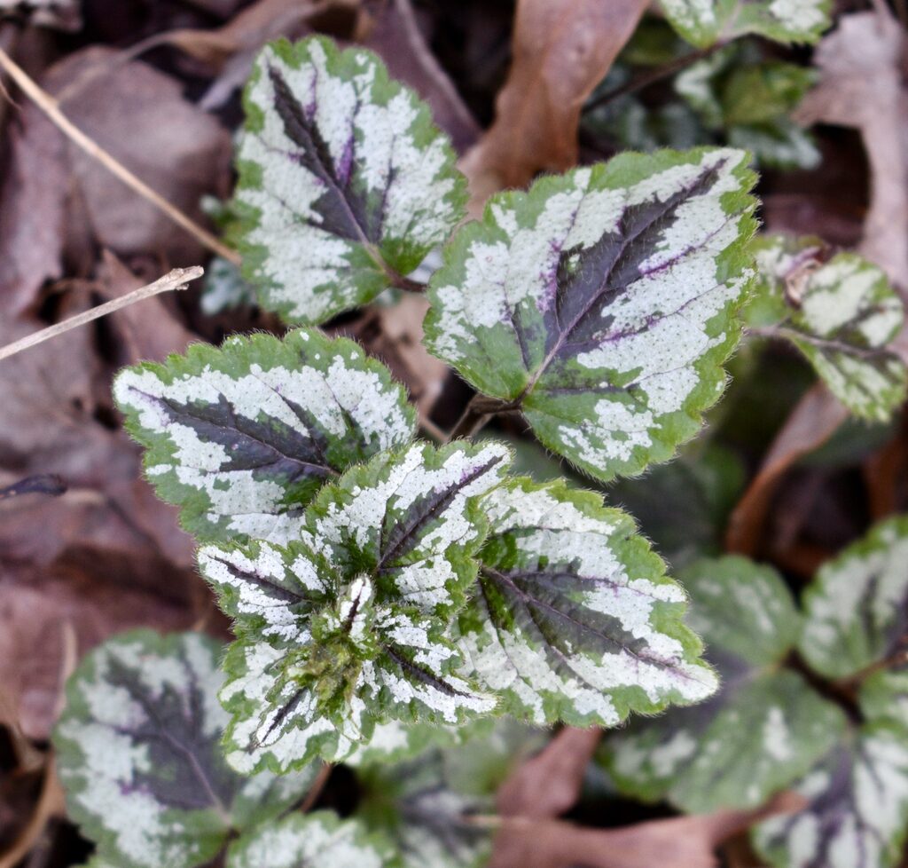 invasive archangel plant