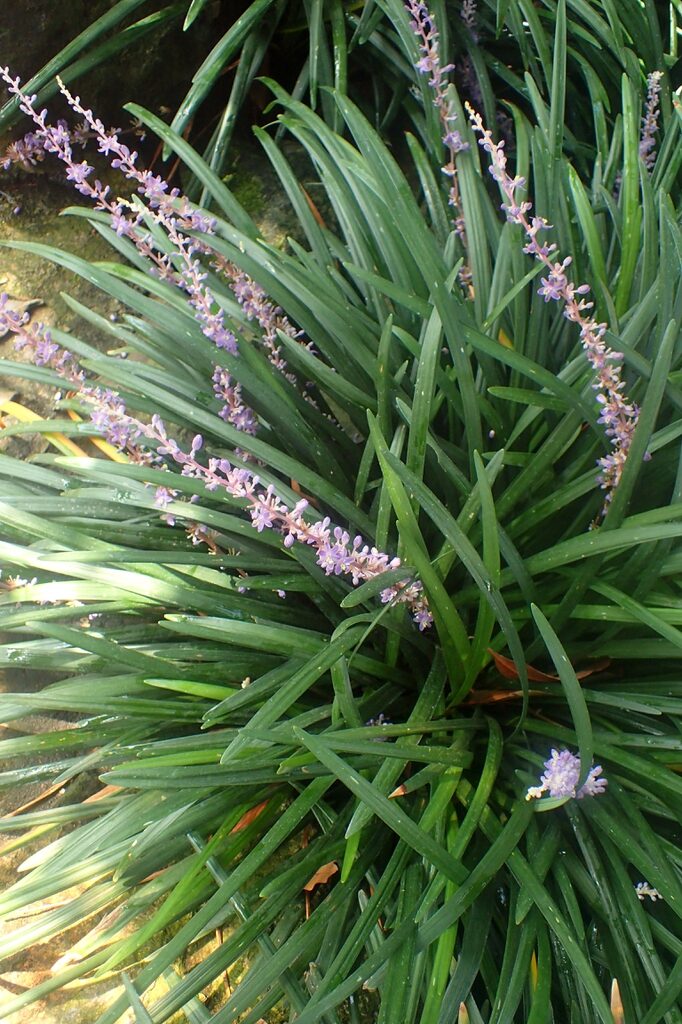 liriope spicata