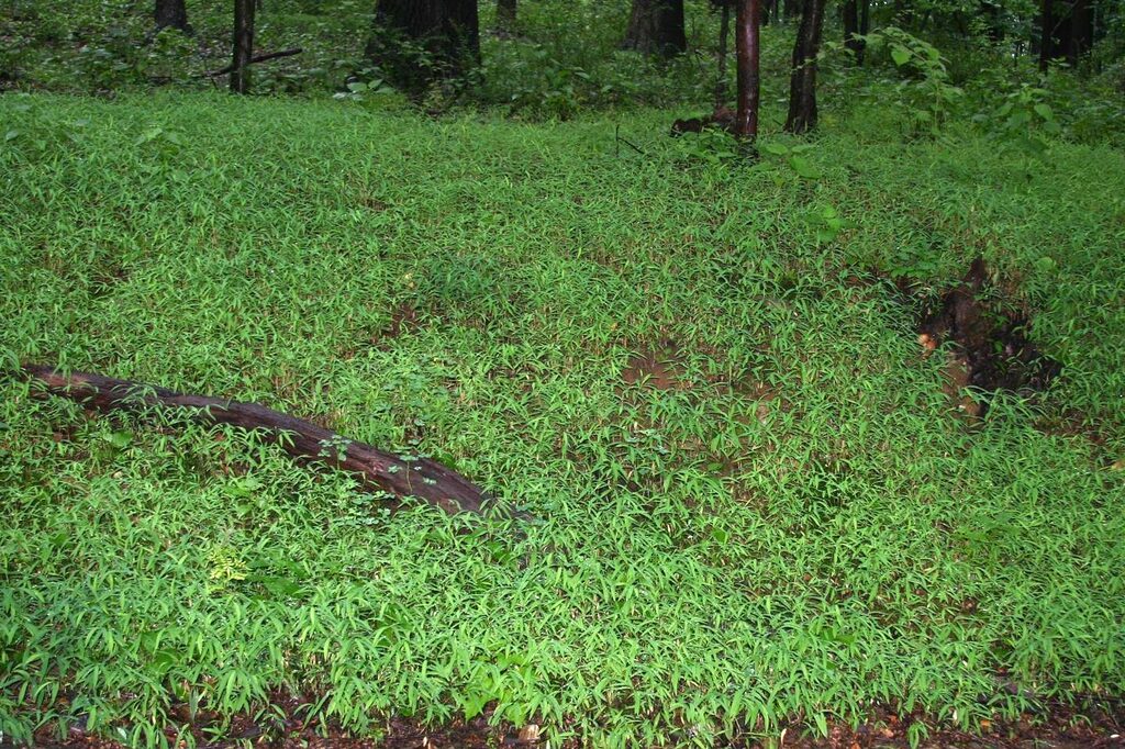 invasive Japanese stiltgrass