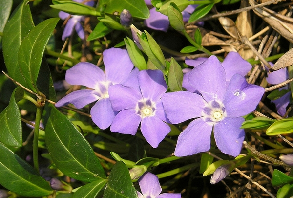 vinca major