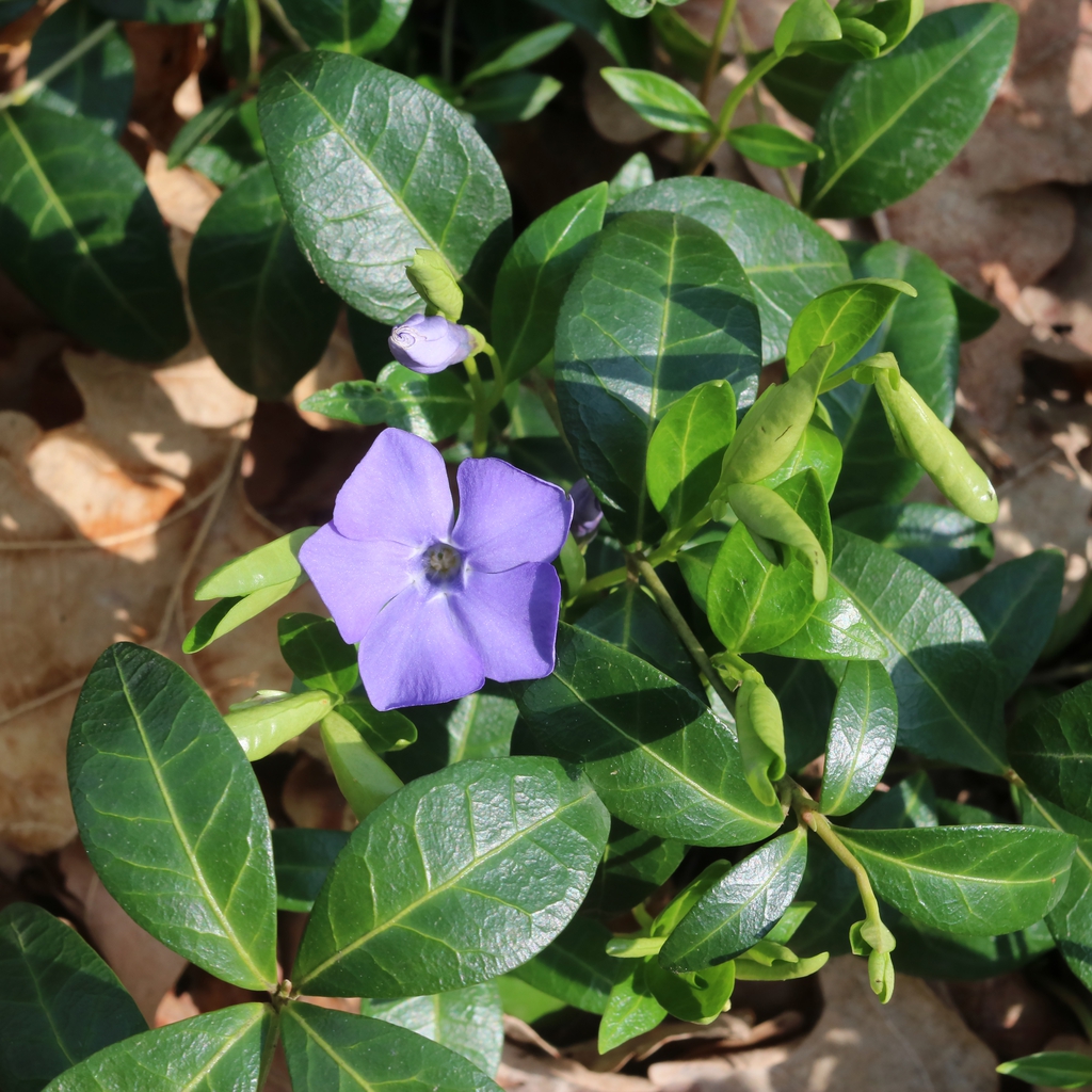 invasive periwinkle