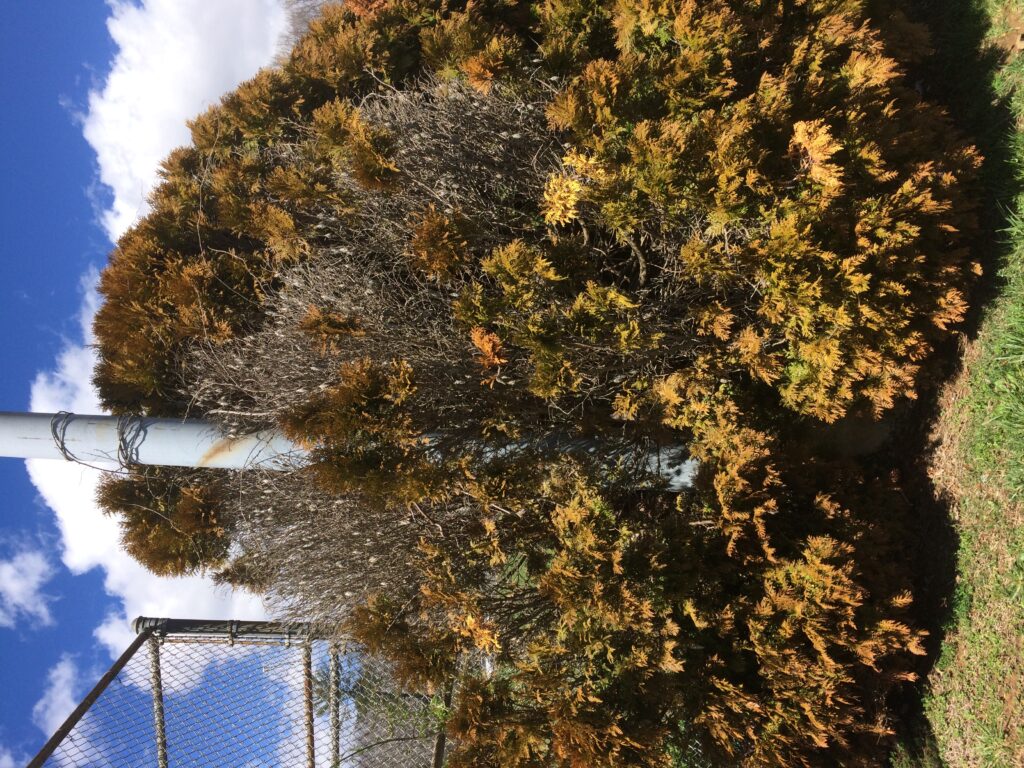 bagworms thuja
