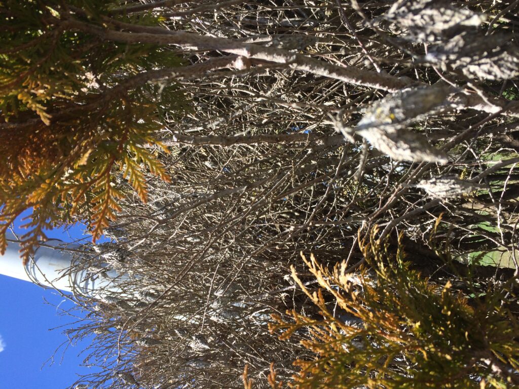 bagworms thuja