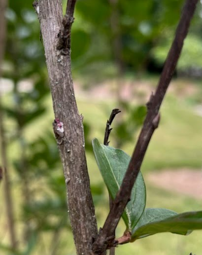 crape bark scale