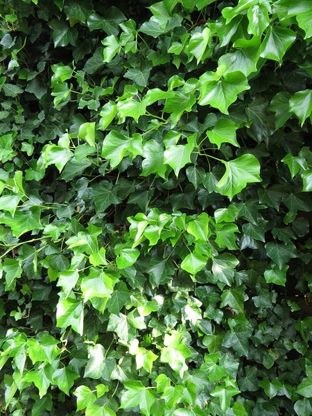 invasive English ivy